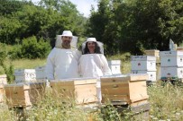 Dünya Aricilari Ve Bilim Insanlari Türkiye'de Bir Araya Geliyor