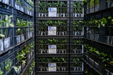 Ankara'da Çiftçilere Yüzde 75 Hibe Ile Sebze Fidesi Dagitimi Basladi