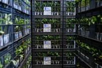 Ankara'da Çiftçilere Yüzde 75 Hibe Ile Sebze Fidesi Dagitimi Basladi