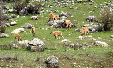 Munzur Daglarina Yaban Keçileri Güzellik Katiyor