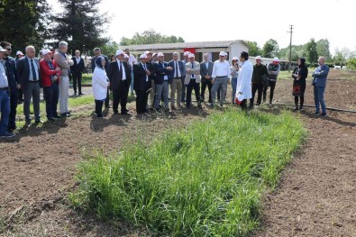 'Samsun, 3-5 Yil Içerisinde Yem Bitkilerinde Ülke Genelinde Söz Sahibi Olacak'