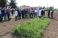 'Samsun, 3-5 Yil Içerisinde Yem Bitkilerinde Ülke Genelinde Söz Sahibi Olacak'