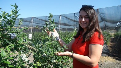 Tek Tek Elle Toplaniyor, Kilosu 360 TL'ye Kadar Çikiyor