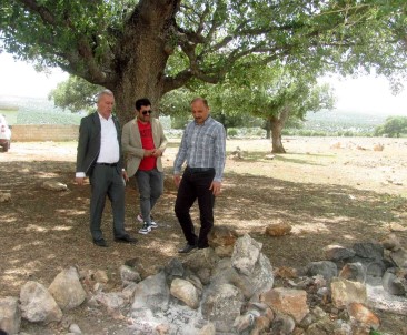 Araban'da ''Asirlik Agaç'' Seferberligi