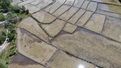 Çiftçilerin Mesakkatli 'Çeltik' Ekimi 10 Gün Gecikmeli Basladi