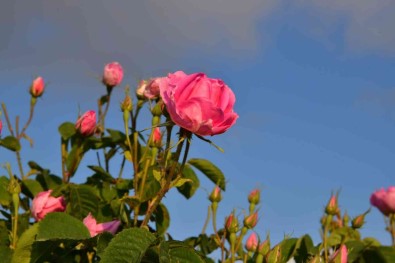 Isparta Gül Festivali'ne Hazirlaniyor