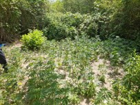 Manisa'da 560 Kök Kenevir Ele Geçirildi