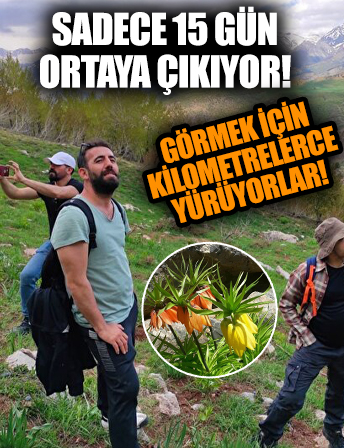 Sadece 15 gün ortaya çıkıyor! Görmek için kilometrelerce yürüyorlar!