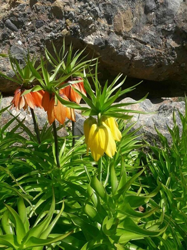 Sadece 15 gün ortaya çıkıyor! Görmek için kilometrelerce yürüyorlar!