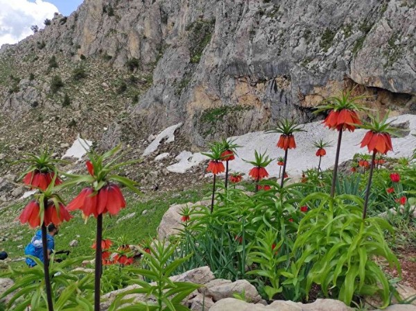 Sadece 15 gün ortaya çıkıyor! Görmek için kilometrelerce yürüyorlar!
