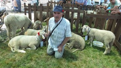 Balikesir'de Bahar Senligi'nde Kuzu Ve Oglaklar Yaristi