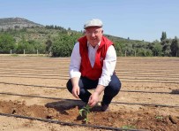 Mentese'de 25 Bin Yerli Fidan Toprakla Bulustu