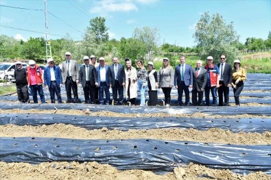 Samsun'da 500 Bin Çilek Fidesi, 11 Bin 880 Aronya Fidani Dagitildi