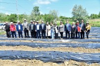 Samsun'da 500 Bin Çilek Fidesi, 11 Bin 880 Aronya Fidani Dagitildi
