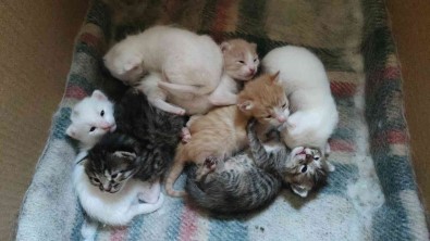 Uyanik Kedi, Yavrularini Annesine Verip Kendisi Bahçede Dolasiyor Van