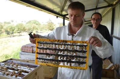 Büyüksehir'inin Ana Arilari Yeni Evlerine Uçtu