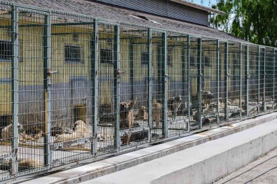 Can Dostlar Için Türkiye'nin En Kapsamli Kisirlastirma Seferberligini Baslatti