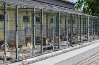 Can Dostlar Için Türkiye'nin En Kapsamli Kisirlastirma Seferberligini Baslatti