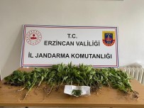 Erzincan'da Uyusturucu Operasyonunda Esrar Ve Kenevir Ele Geçirildi