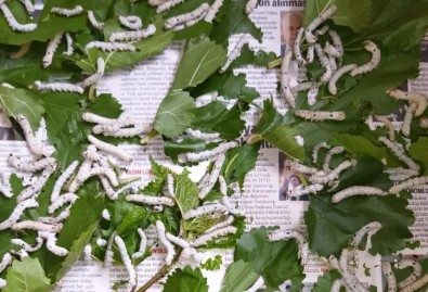 Ipek Böceginin Tanesi 5 Lira