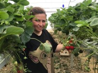 Mühendis Çift Mesleklerini Birakip Çilek Serasi Kurdu