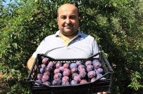 Siyah Erikte Ilk Hasat