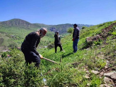 Tunceli'de Meyve Fidanlari Toprakla Bulustu