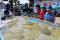 6 Bin Yavru Balik Izmit Körfezi'ne Salindi