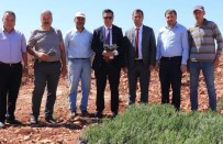 Halfeti Daglari Lavanta Kokacak