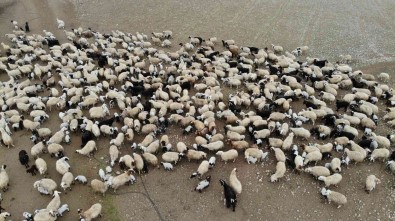 Aydin'da Bin 755 Üreticiye 4 Milyon TL Ödenecek