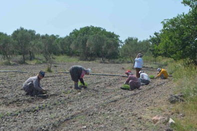 Balikesir'de 50 Bin Stevya Bitkisi Toprakla Bulustu