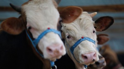 Kurbanlık fiyatları büyükbaşta 30 ile 50 bin TL arasında değişiyor