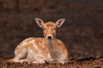Ormanya, 50 Ülkeyi Geride Birakti