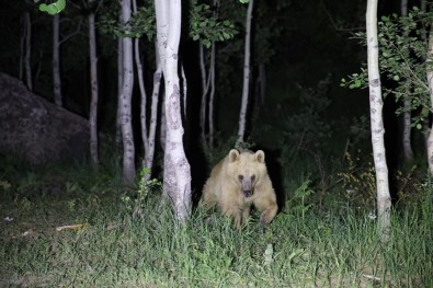 Nemrut'un Maskot Ayilari Kis Uykusundan Uyandi