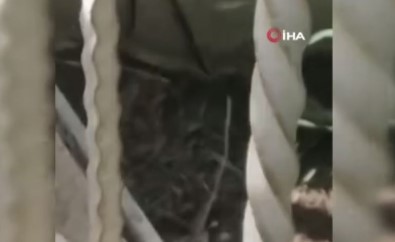 Kres Bahçesindeki Yilan Vatandaslari Alarma Geçirdi