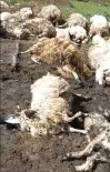 Tokat'ta Gök Gürültüsünden Ürken 55 Koyun Telef Oldu