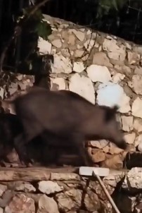 Antalya'da Evin Bahçesine Giren Domuz Ev Sahibini Neye Ugradigini Sasirtti