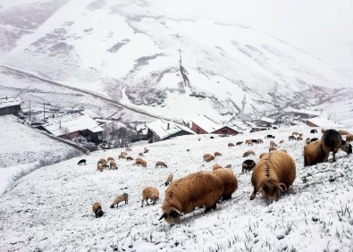 Bayburt - Trabzon Arasindaki Yaylalarda Kar Yagisi Etkili Oldu