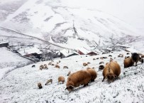Bayburt - Trabzon Arasindaki Yaylalarda Kar Yagisi Etkili Oldu Haberi