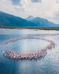 Eber Gölü'nde Süzülen Flamingolar Güzellikleriyle Mest Etti
