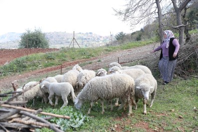 Kadin Üreticilere Verilen Koyunlar Kuzulamaya Basladi