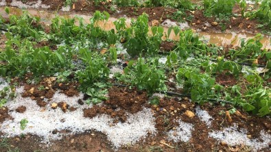 Dolu Bin 573 Dekar Alanda Zarara Yol Açti