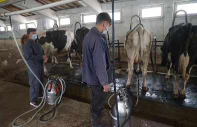 Türkiye'de 2021'De 23 Milyon 200 Bin 306 Ton Ton Çig Süt Üretildi