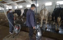Türkiye'de 2021'De 23 Milyon 200 Bin 306 Ton Ton Çig Süt Üretildi Haberi