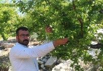 Mersin'de Erik Altin Yilini Yasiyor