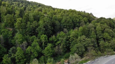 Zonguldak Ormanlari Baharda Görenleri Hayran Birakiyor