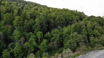 Zonguldak Ormanlari Baharda Görenleri Hayran Birakiyor Haberi