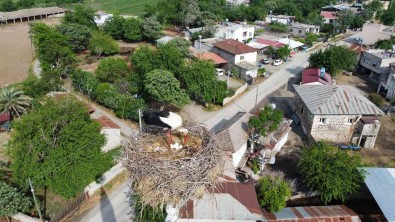 45 Yildir Ayni Caminin Minaresine Yuva Yapiyorlar