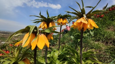 Ters Laleler Açti, Zarar Gelmesin Diye Korunuyor