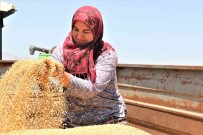 Antalya'da Bugday Hasadi Basladi